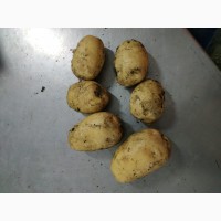 Продаём картофель