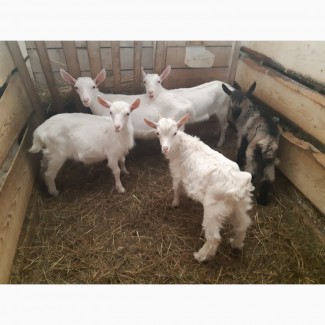 Зааненские козлята и козочки, породистые 2-3 месяца
