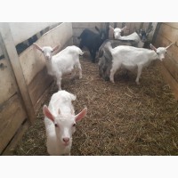 Зааненские козлята и козочки, породистые 2-3 месяца