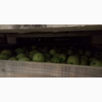 Яблоки, калиброванные оптом со склада