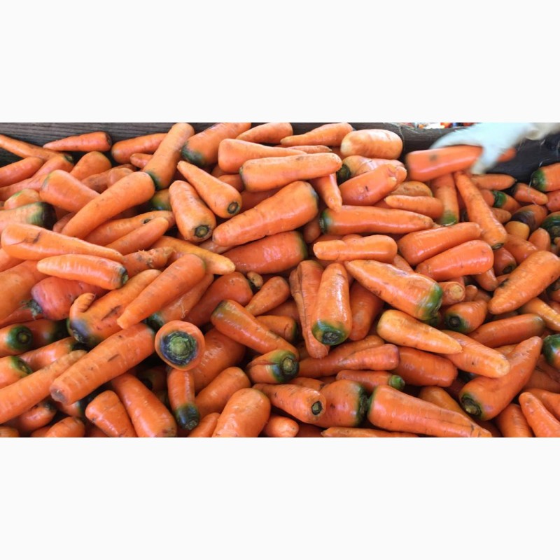 Фото 2. Продаю морковь оптом урожай 2018 г. в Киргизии