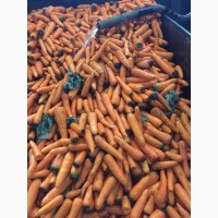 Продаю морковь оптом урожай 2018 г. в Киргизии