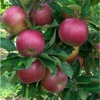 Продам Яблоки из собственного сада