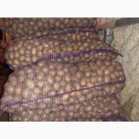 Продам картофель семянной сорт Гала