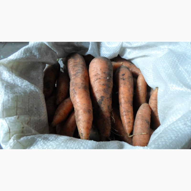 Фото 3. Продаю мелкий картофель.Семенной картофель Морковь