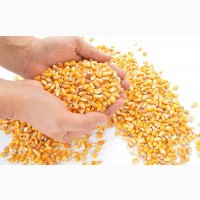 Продаём семена кукурузы: Bayer, Euralis, Лимагрен и др