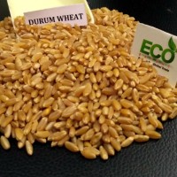 Продам пшеницу Дурум/ HARD WHEAT, Durum