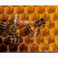Скупаем мёд и продукцию пчеловодства