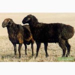 Продаю курдючных овец породы эдильбай