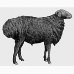 Продаю курдючных овец породы эдильбай