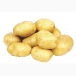 Семенной картофель в Екатеринбурге 1-ой репродукции высокого качества