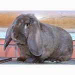 Продам кроликов породы Французский баран, НЗБ