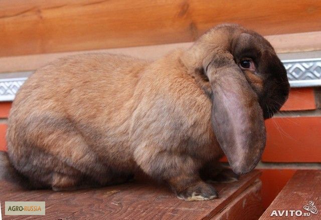 Фото 3. Продам кроликов породы Французский баран, НЗБ