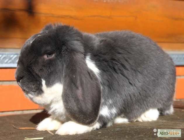 Фото 4. Продам кроликов породы Французский баран, НЗБ