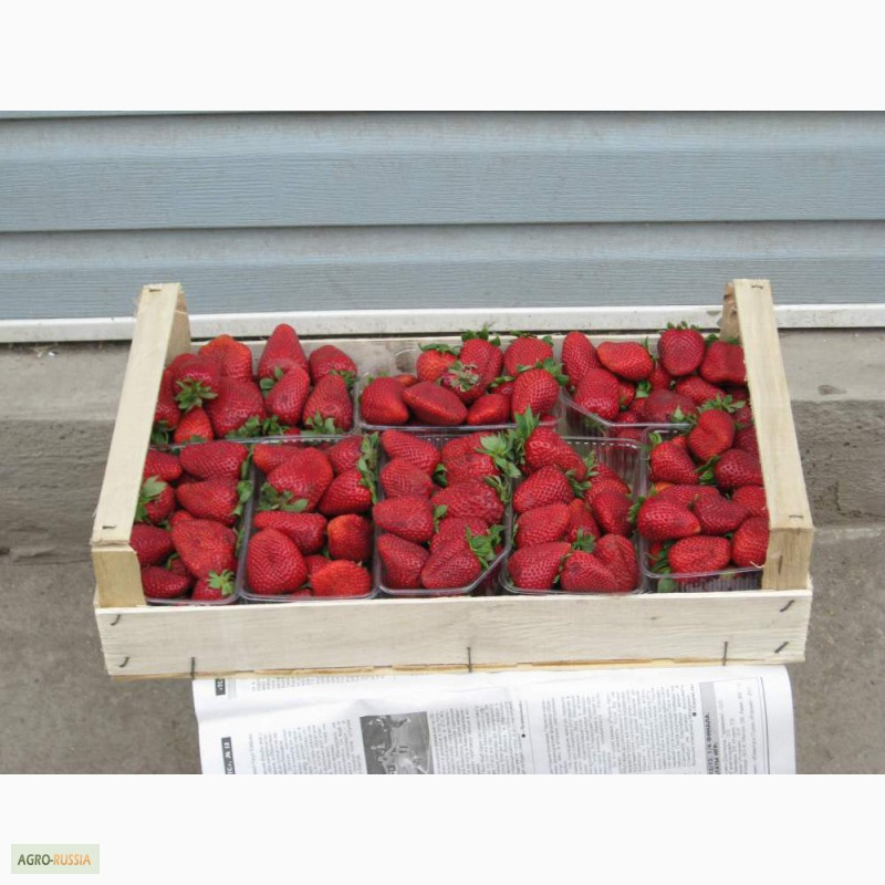 Фото 2. Шпоновые ящики для упаковки ягод, фруктов в и овощей АР КРЫМ