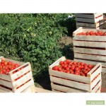 Шпоновые ящики для упаковки ягод, фруктов в и овощей АР КРЫМ