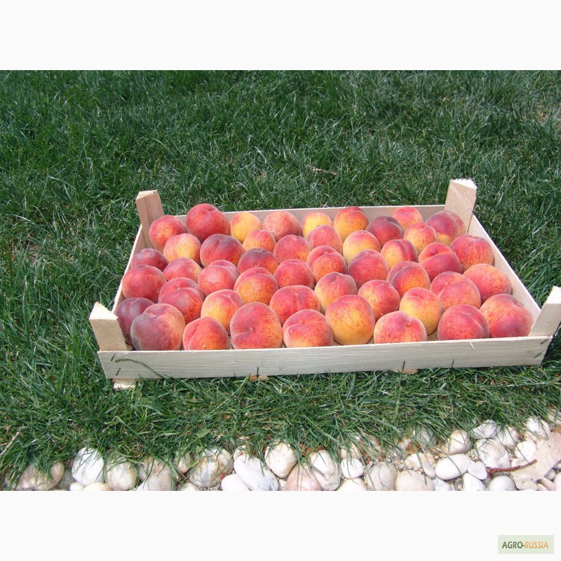 Фото 6. Шпоновые ящики для упаковки ягод, фруктов в и овощей АР КРЫМ