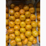 Закупаем Мандарины, Апельсины, Грейпфрут, Лимоны. от 20тонна