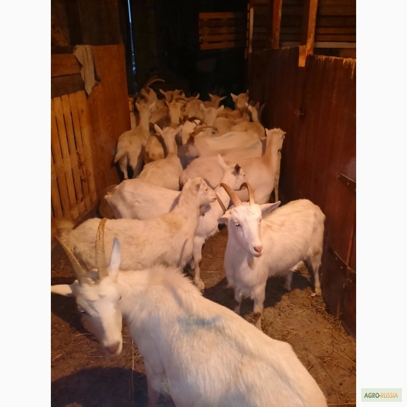 Фото 2. Зааненские козы стадо. Продам и по отдельности