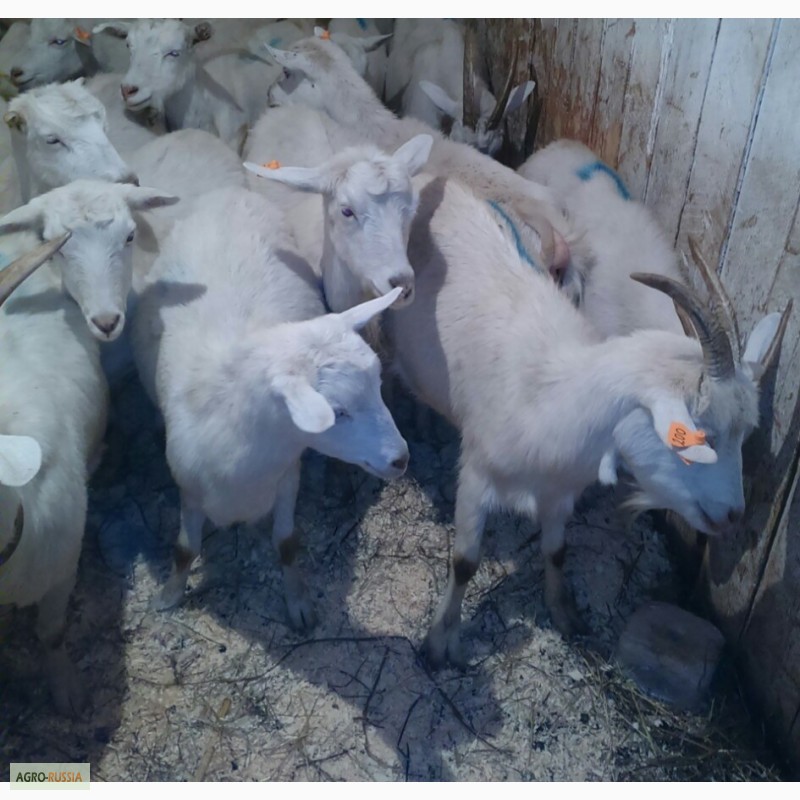 Фото 3. Зааненские козы стадо. Продам и по отдельности