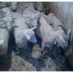 Зааненские козы стадо. Продам и по отдельности