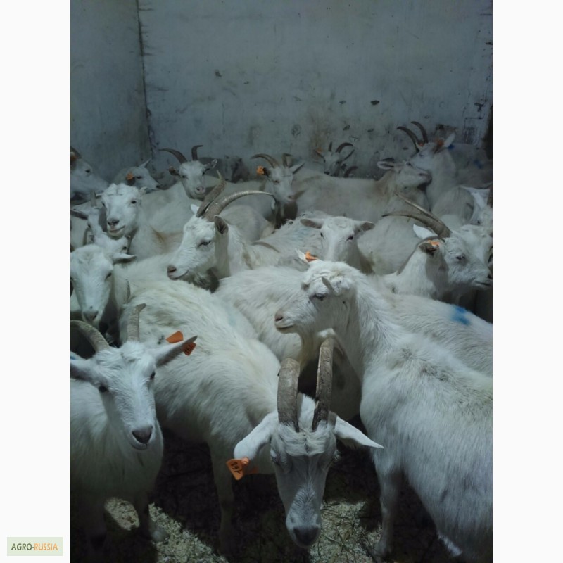 Фото 4. Зааненские козы стадо. Продам и по отдельности