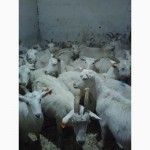 Зааненские козы стадо. Продам и по отдельности