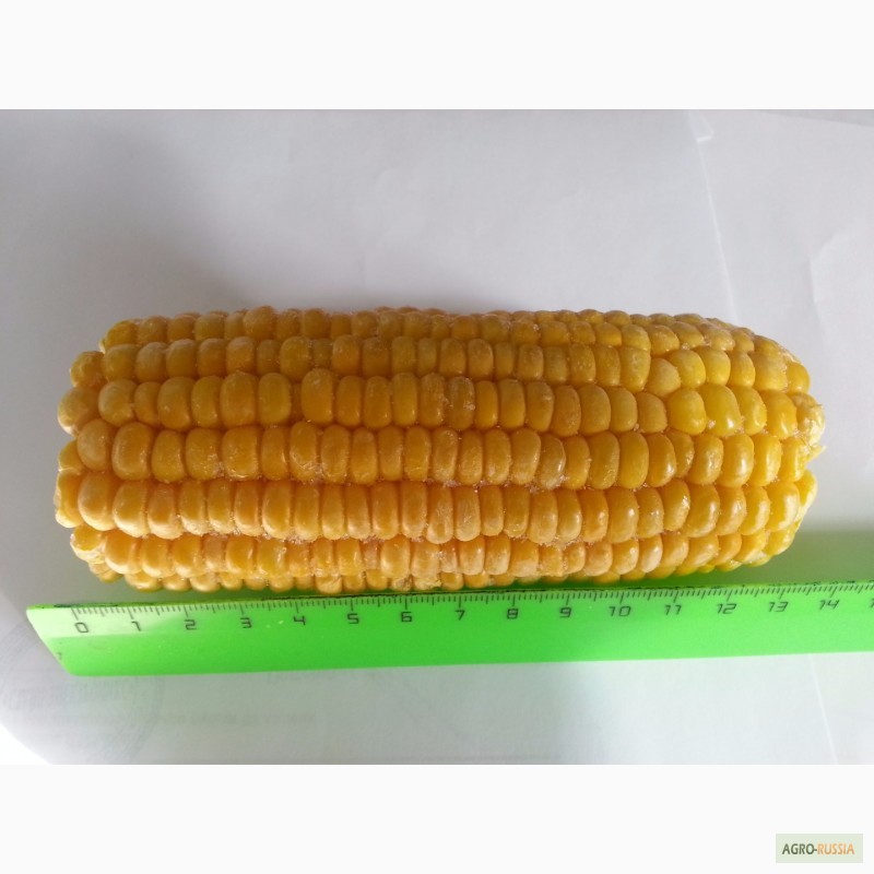 Фото 5. Замороженная кукуруза зерно, початки