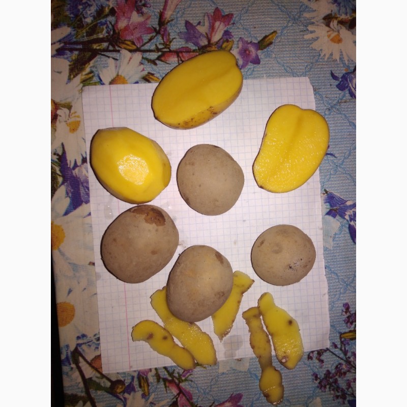 Фото 3. Картофель продовольственный сорт Гала 4