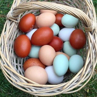 Продам яйцо домашних кур, выращенных на кормах без добавления стимуляторов и антибиотиков