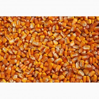 Семена кукурузы и подсолнечника