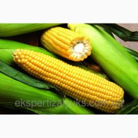 Гибриды семена кукурузы Лимагрейн (Лимагрейн, Limagrain)