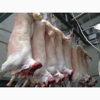 Оптовая продажа мясо баранина Халяль