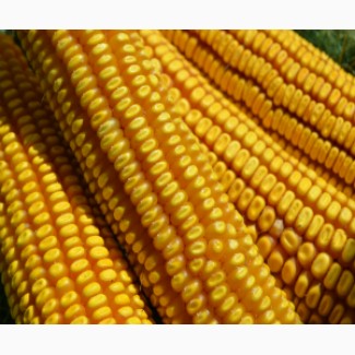 Продам Гибрид кукурузы РОСС 199 МВ