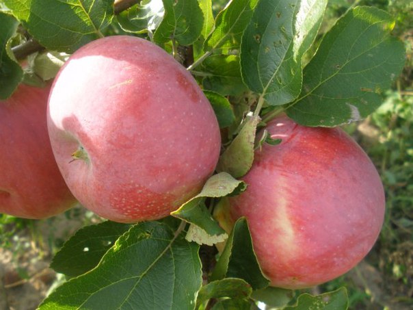 Яблоки со своего сада.Мельба 50+, оптом