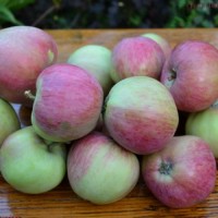 Яблоки со своего сада.Мельба 50+, оптом