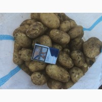 Предлагаем кубанский картофель нового урожая оптом