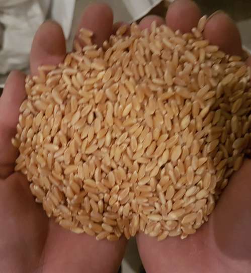 Фото 3. Продам Семена пшеницы ZELMA канадский ярый трансгенный сорт (элита)