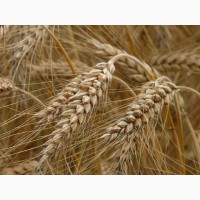 Продам Семена пшеницы ZELMA канадский ярый трансгенный сорт (элита)