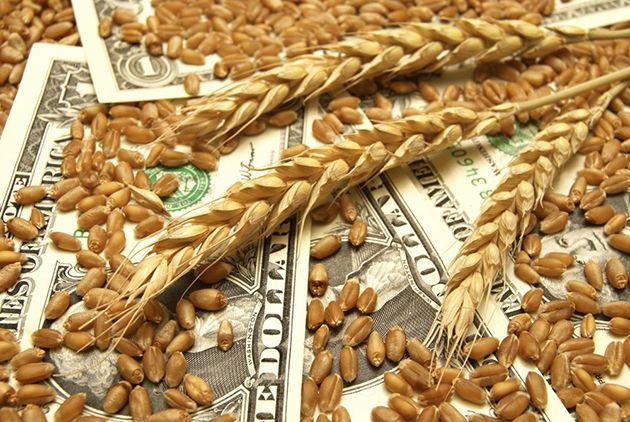 Фото 5. Продам Семена пшеницы ZELMA канадский ярый трансгенный сорт (элита)