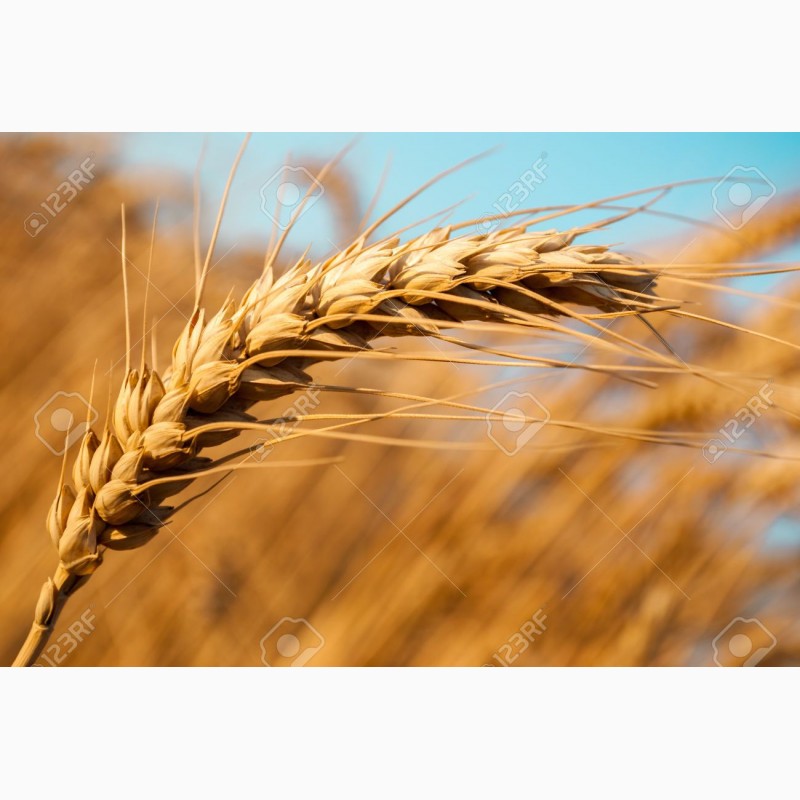 Фото 7. Продам Семена пшеницы ZELMA канадский ярый трансгенный сорт (элита)