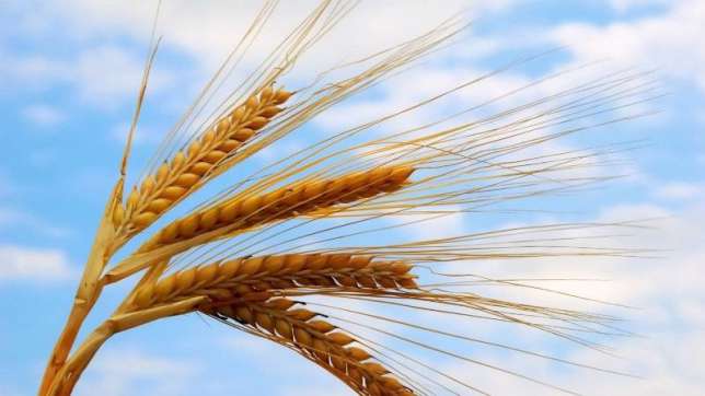 Фото 8. Продам Семена пшеницы ZELMA канадский ярый трансгенный сорт (элита)