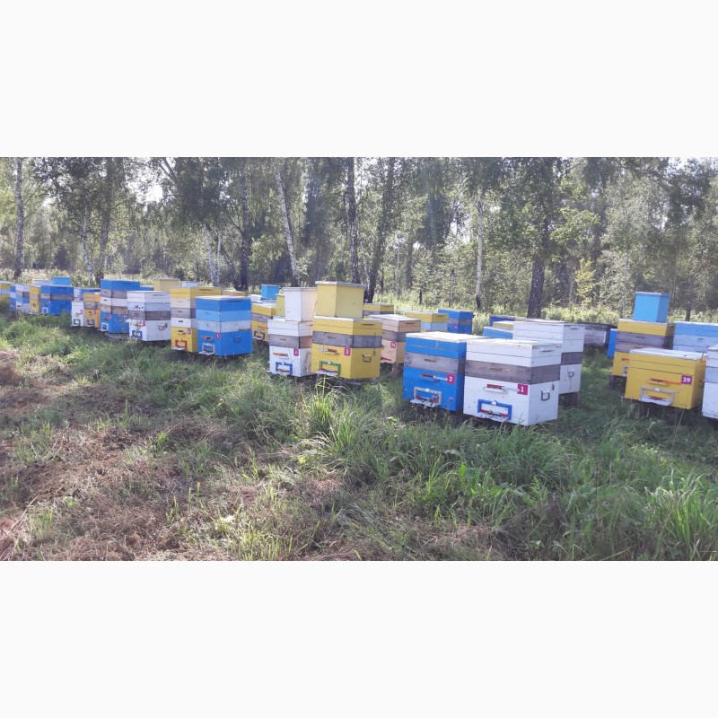Фото 3. Продам пчел в Искитимском районе