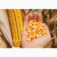 Семена гибридов кукурузы от производителя