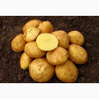 ООО Селекционно-семеноводческий центр Эльбурган продает семенной картофель