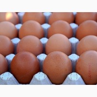 Продам куриные фермерские яйца