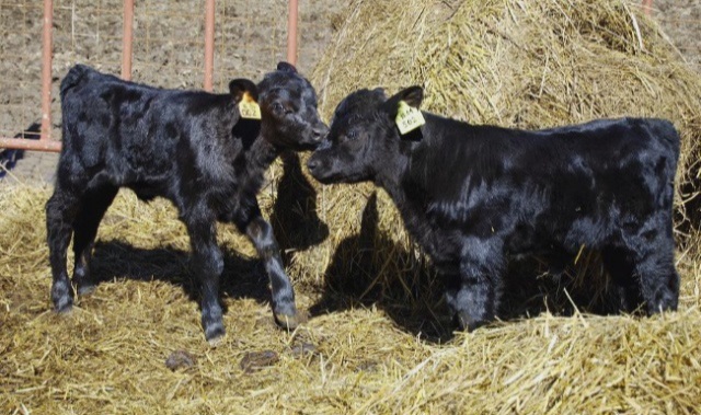 Фото 7. Крс бычки телята тёлки герефорд симентал абердин ангус коровы
