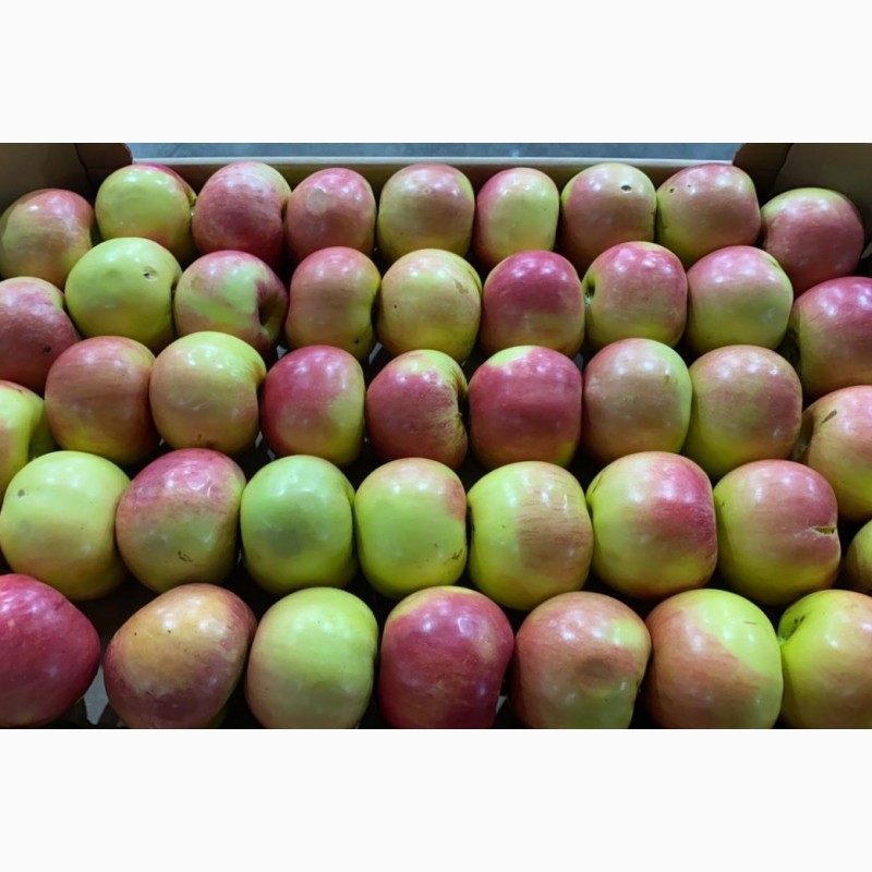 Фото 4. Продам яблоки оптом от производителя