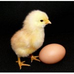 Продаем инкубационное яйцо бройлеров КОББ-500, РОСС-308, ХАББАРД, несушки РЕДБРО