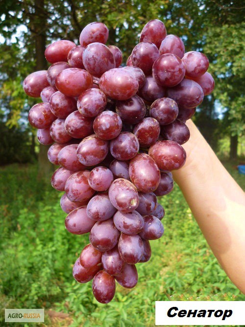 Фото 11. От производителя кустики винограда, сорта-новинки, Кишмишные сорта